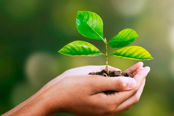 Junho Verde: Grupo A4 lança projeto para conscientização da preservação ambient